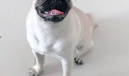 巴哥爆料线索视频大全,揭秘线索视频大全背后的精彩故事